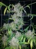 DD Plant C close up.jpg