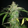 ER Plant B close up.jpg