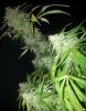 ER Plant B close up 2.jpg