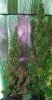 Mxmas,fellow growers-)-33.jpg