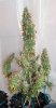 Mxmas,fellow growers-)-32.jpg
