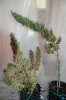 Mxmas,fellow growers-)-31.jpg