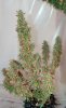 Mxmas,fellow growers-)-30.jpg