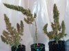 Mxmas,fellow growers-)-29.jpg