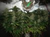 keep buds close to light 2.jpg keep buds close to light 2.jpg