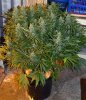 indica-feb-21.jpg