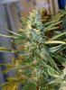 indica-feb-21b.jpg