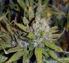 indica-feb-21c.jpg