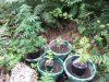 DSCF0710.jpg