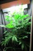 MKvegstop23f.jpg