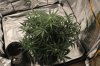 ak47-40 days-2.jpg