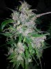 DD plant D at harvest.jpg