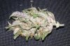 DD dried close up.jpg
