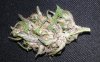 DD dried close up 2.jpg