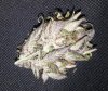DD dried close up 3.jpg