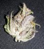 DD dried close up 5.jpg