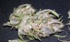 DD dried close up 7.jpg