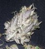 DD dried close up 8.jpg
