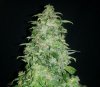 ER plant A harvest close up 2.jpg