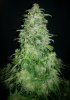 ER plant A harvest close up.jpg