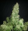 ER plant a harvest 3.jpg