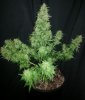 ER plant A harvest.jpg