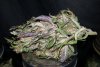 DD dried 8.jpg