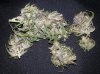 DD dried 3.jpg