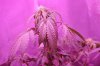 DSC_0049.jpg