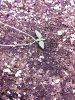 IMG_20140303_152435_824.jpg