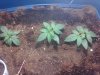 weed 024.jpg