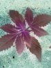 weed 042.jpg