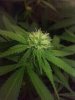 3-11-14 bud.jpg