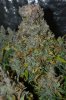 DSC_0175.jpg