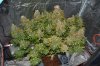 DSC_0166.jpg