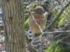 bird3.jpeg