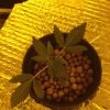 IMG_0272.jpg