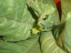 DSC04561.jpg
