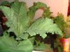 DSC04569.jpg