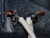 good solder connection.jpg