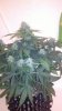 2011-11-27_11-20-50_242.jpg