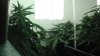 DSC03654.jpg