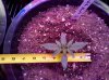La_Bella_Afrodita-top-day13.jpg