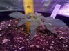 Big_Devel#2-side-day13.jpg Big_Devel#2-side-day13.jpg