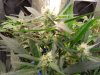 firt grow Amish cabinet.jpg