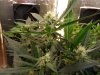 first grow fast bud.jpg