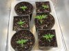 first grow seedlings.jpg