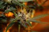 blackdragon-budshot6.jpg