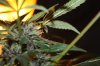 blackdragon-budshot2.jpg