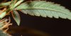 blackdragon-budshot1.jpg